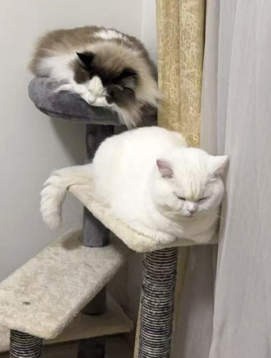 キャットタワー